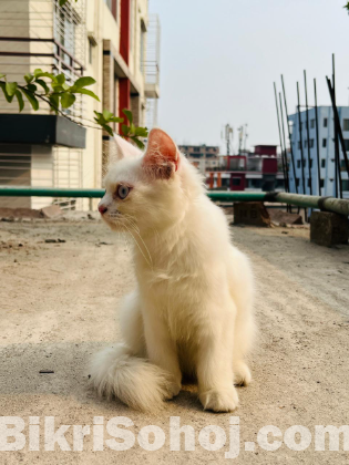 Traditional Persian male kitten